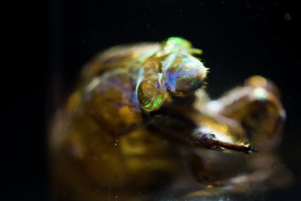 Close-up of a small insect covered with an opal substance