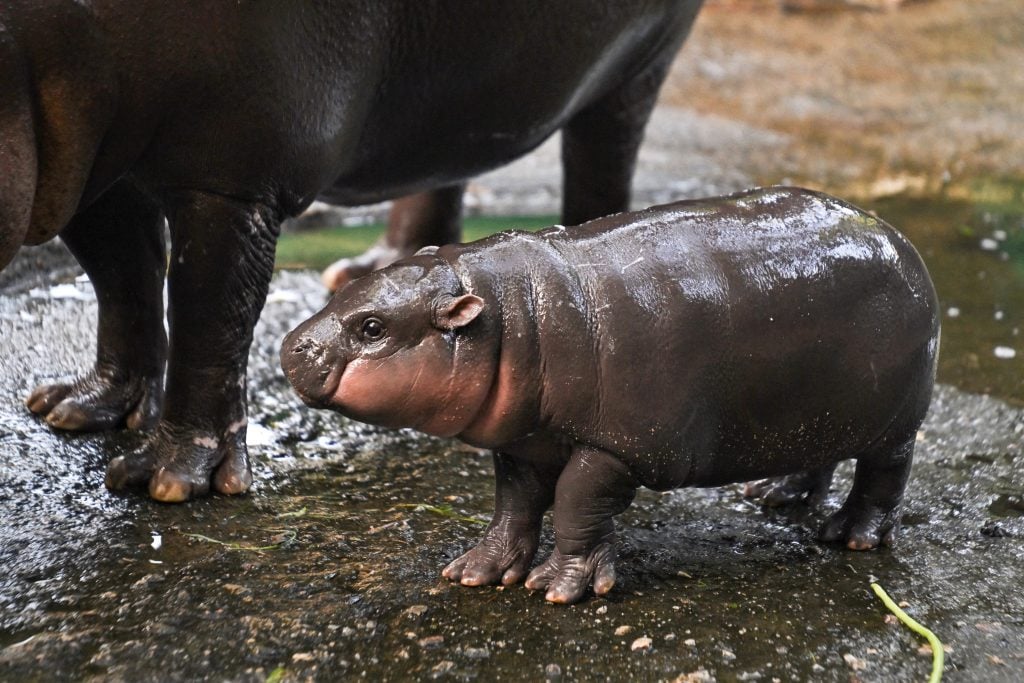 a little baby pygmy hippo stands by her mother