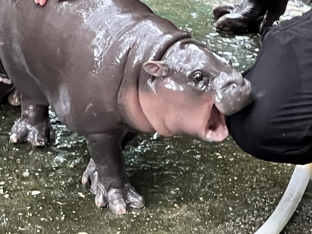 a tiny baby pygmy hippo bits the clad knee of a human