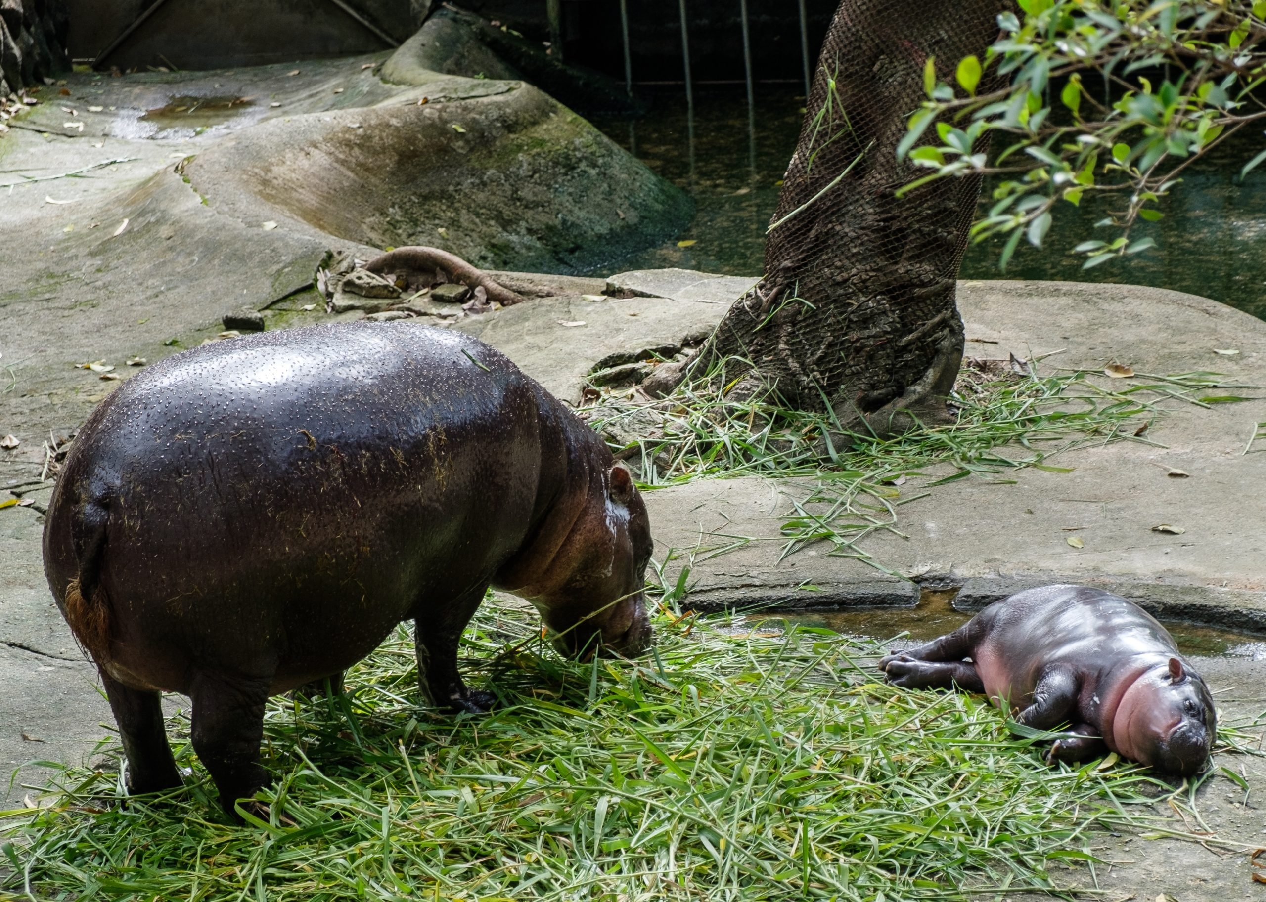 Moo Deng, a celebrity pygmy baby hippo at Khao Kheow Zoo in Thailand, is seen sleeping in her enclosure with an adult hippo.