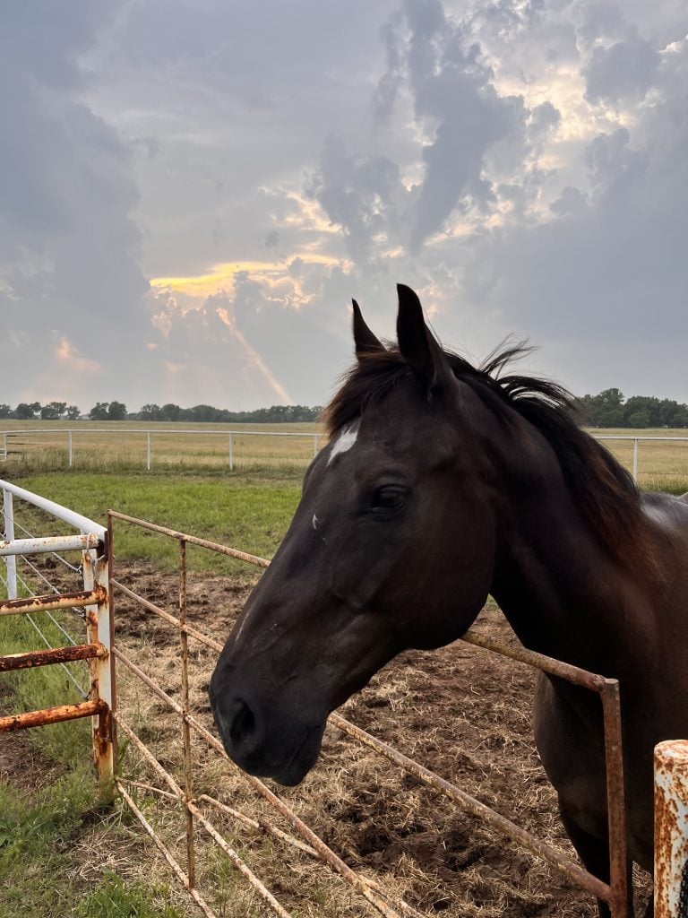 a black horse in a field