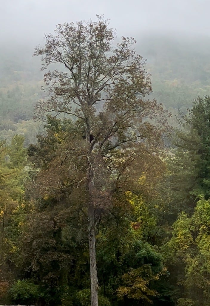 black bear high up in a tree