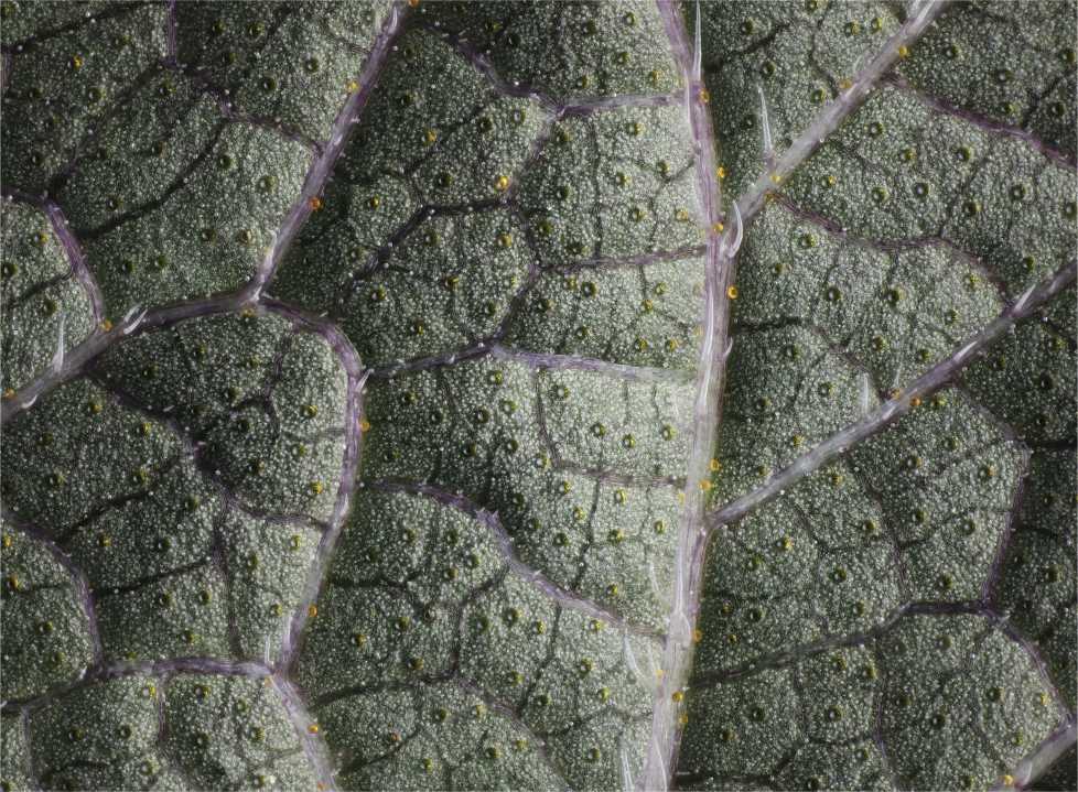 Nathan Myhrvold's photo of a shiso leaf taken under a microscope to reveal the network of veins and the tiny droplets of flavor oil.. 