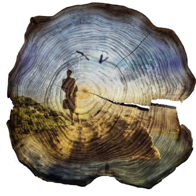 Tiffany Shlain's "A Female Gaze Into History," a cross section of an elm tree on which a view of a person silhouetted against a blue sky as two birds fly by, at the shore of the ocean.