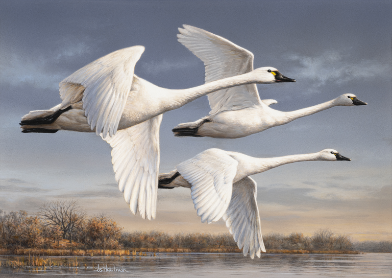 three swans fly over the water