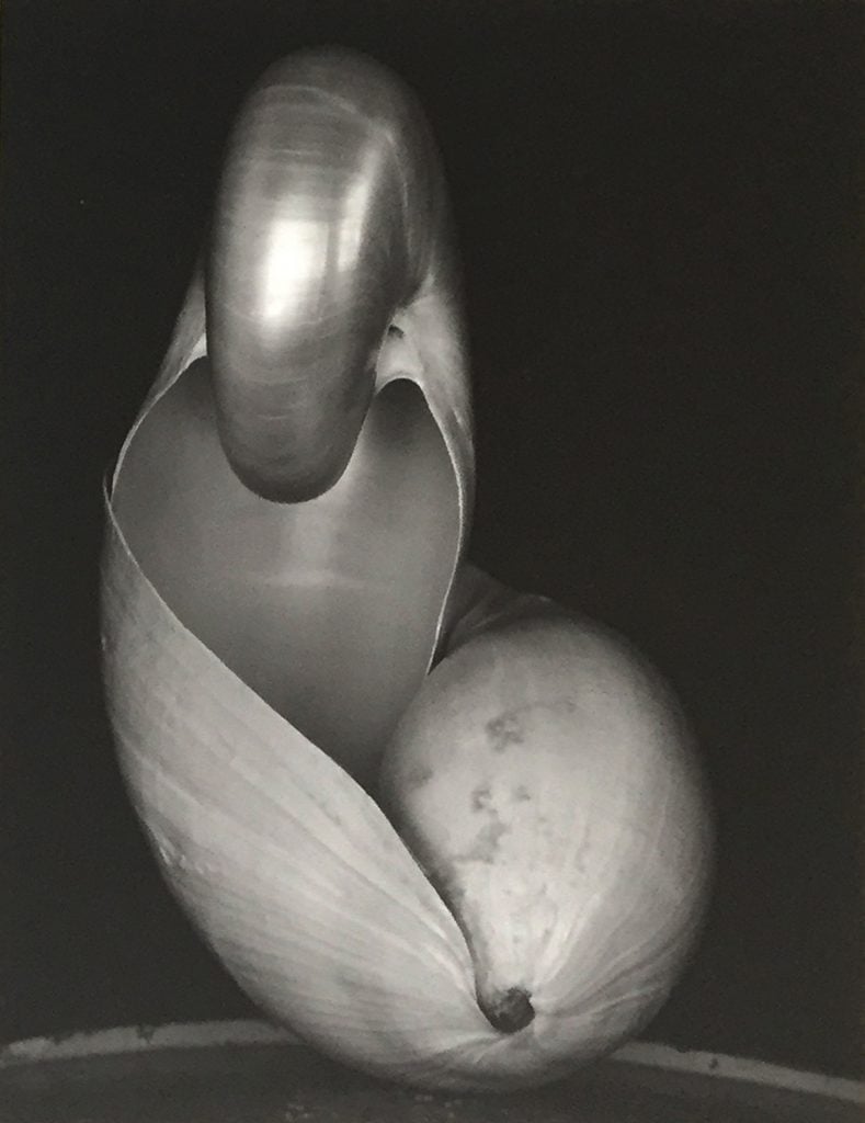 Black and white photo of a nautilus shell against a black background.