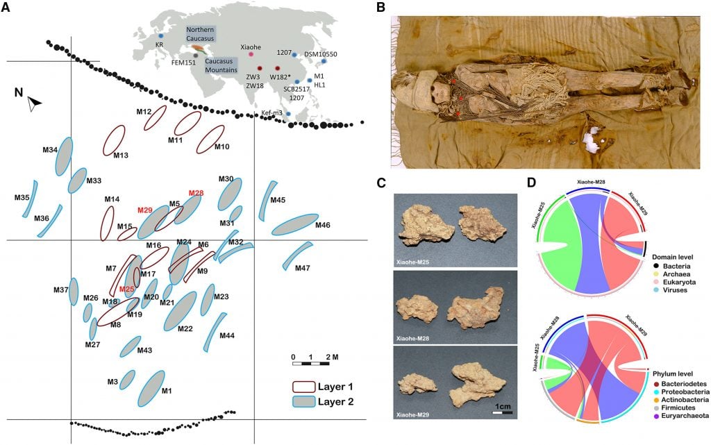 Map, ancient mummy, cheese fragments, and microbial analysis charts depicting the discovery of 3,600-year-old cheese.