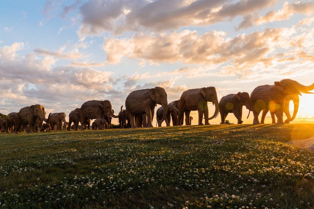 "The Great Elephant Migration" at Rough Point mansion in Newport, Rhode Island. The life-size wooden elephant sculptures are seen at sunset on the lawn behind a cloudy sky.