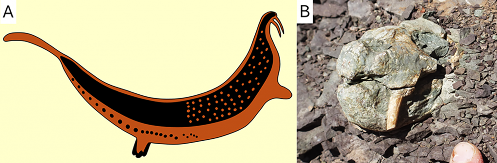 left shows drawing of creature from panel and right shows the skull of a dicynodont