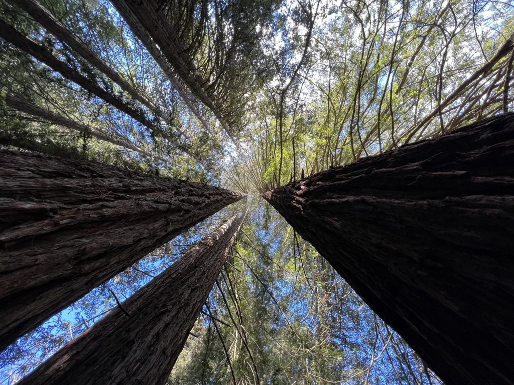 View up the trunks of large redwood trees in a grove at Redwoods Regional Park, Oakland, California, January 17, 2022. 