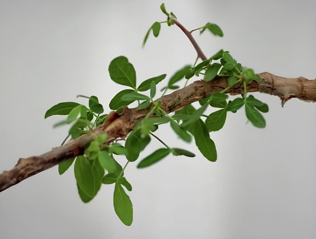 A plant stalk sprouting leaves