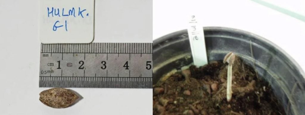 A photo composite, with an ancient seedling on the left and a sprouting seed on the right