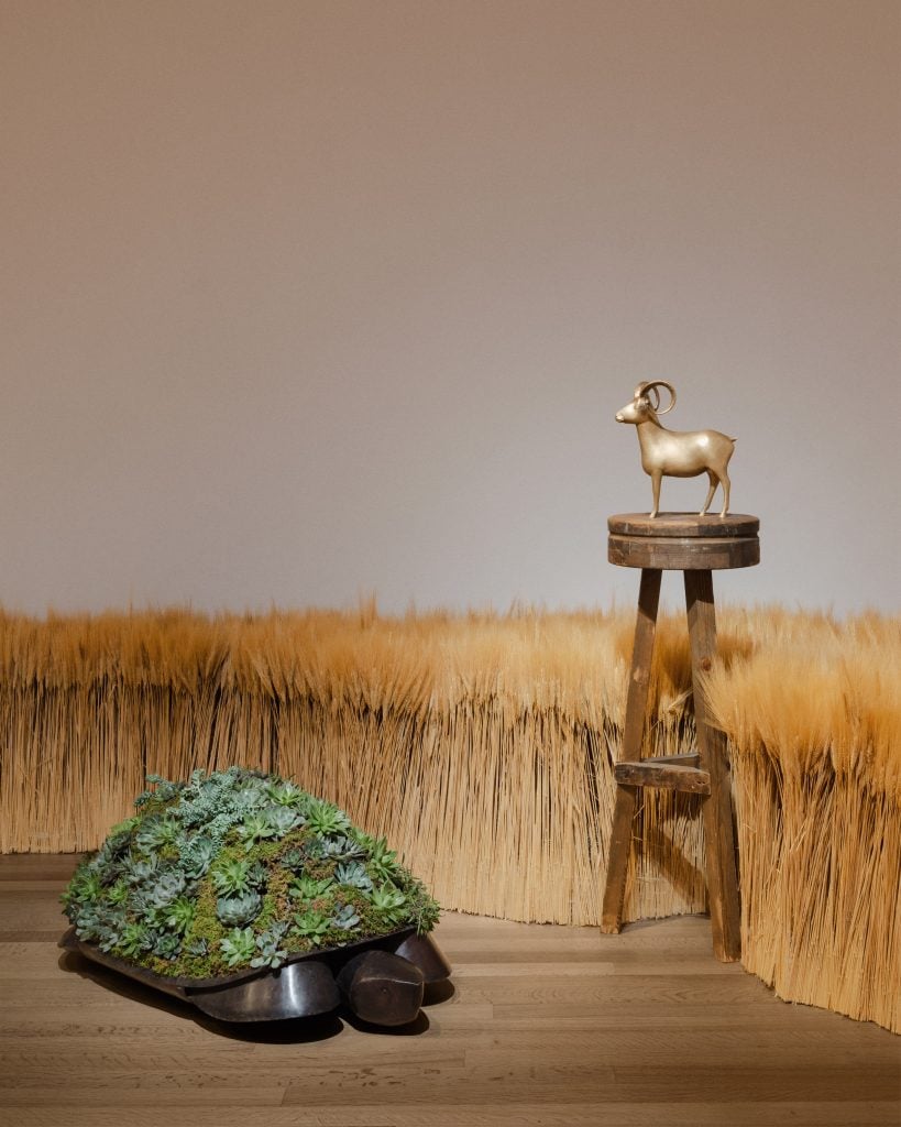 wheat in the background of the gallery with a tortoise on the floor and a small goat on a wooden stand.