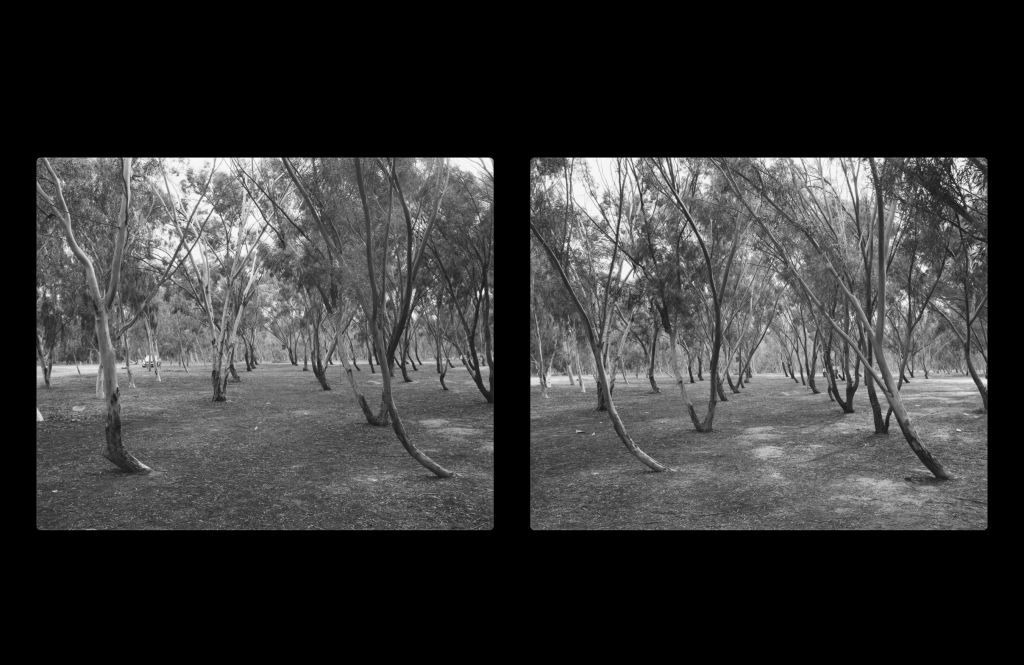 two black and white images of a field with young trees side by side