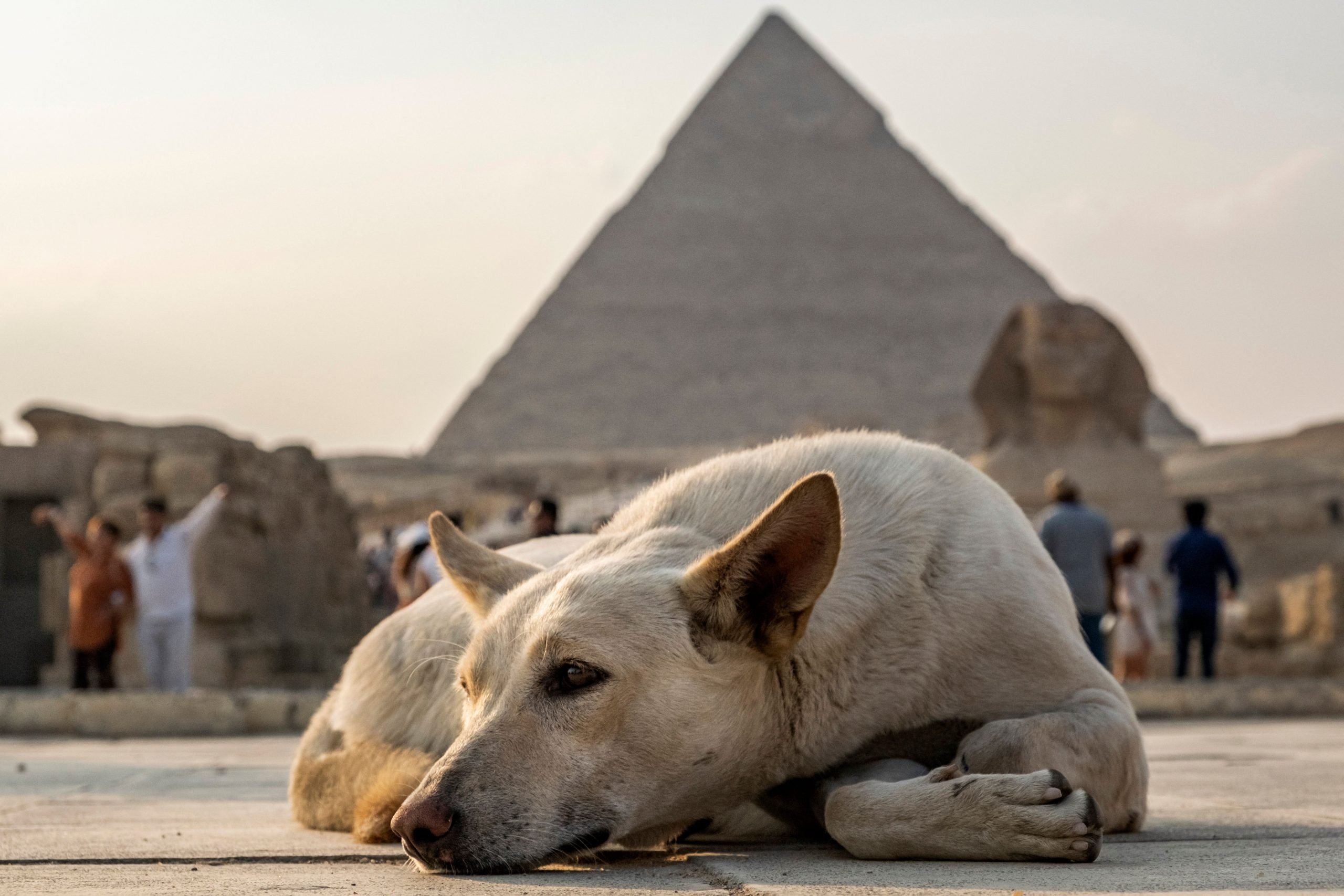 a dog lies down in front of the great pyramid