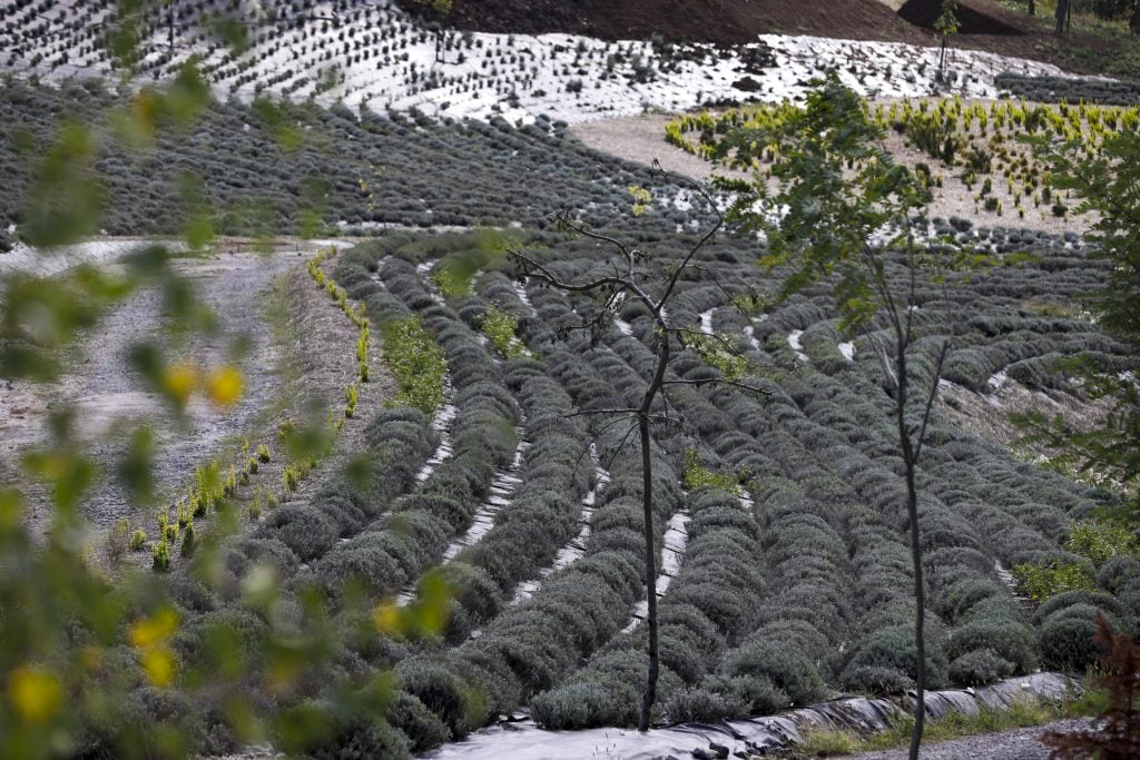 a view over the fields planted to resemble Starry Night