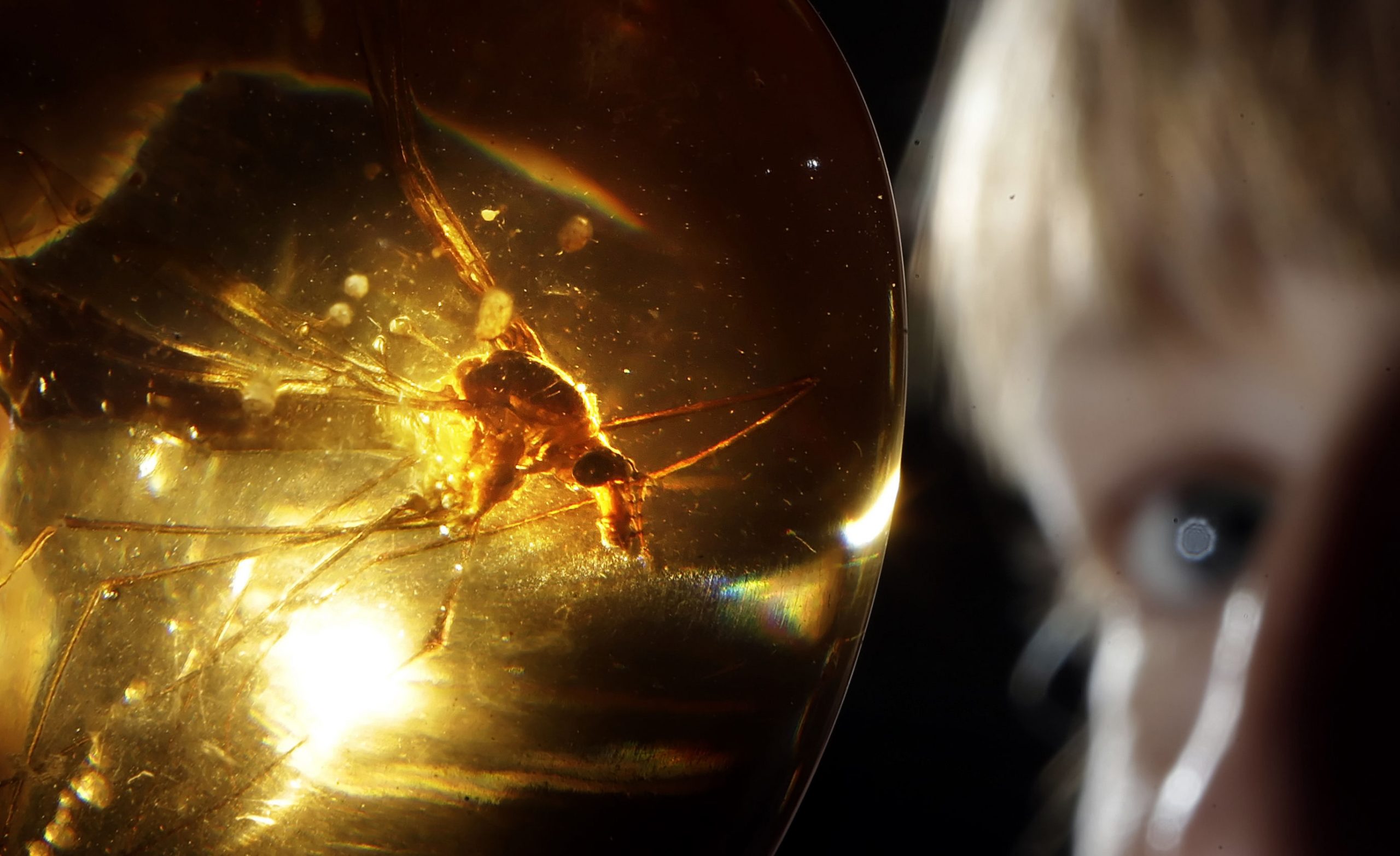 Exhibition officer Sarah Teale holds the cane with a replica mosquito in amber that was used in the film Jurassic Park.