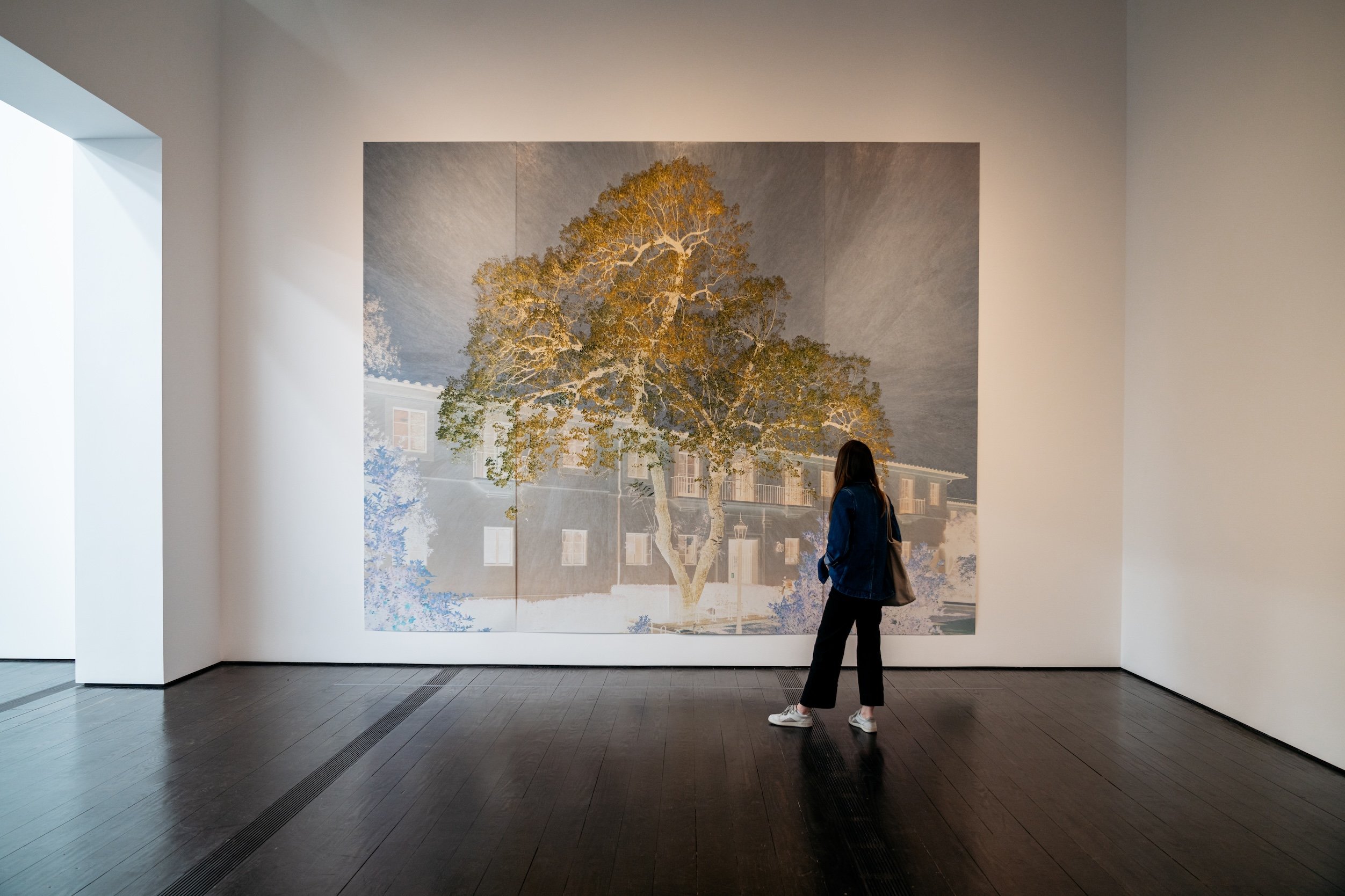 Installation view of "Tacita Dean: Blind Folly" at the Menil Collection, Houston with Purgatory (3rd Cornice), a large format photograph of a large jacaranda tree in Los Angeles, printed in the negative so the purple flowers appear green and the sky is dark as if it is night. The artist has colored over the background in colored pencil.