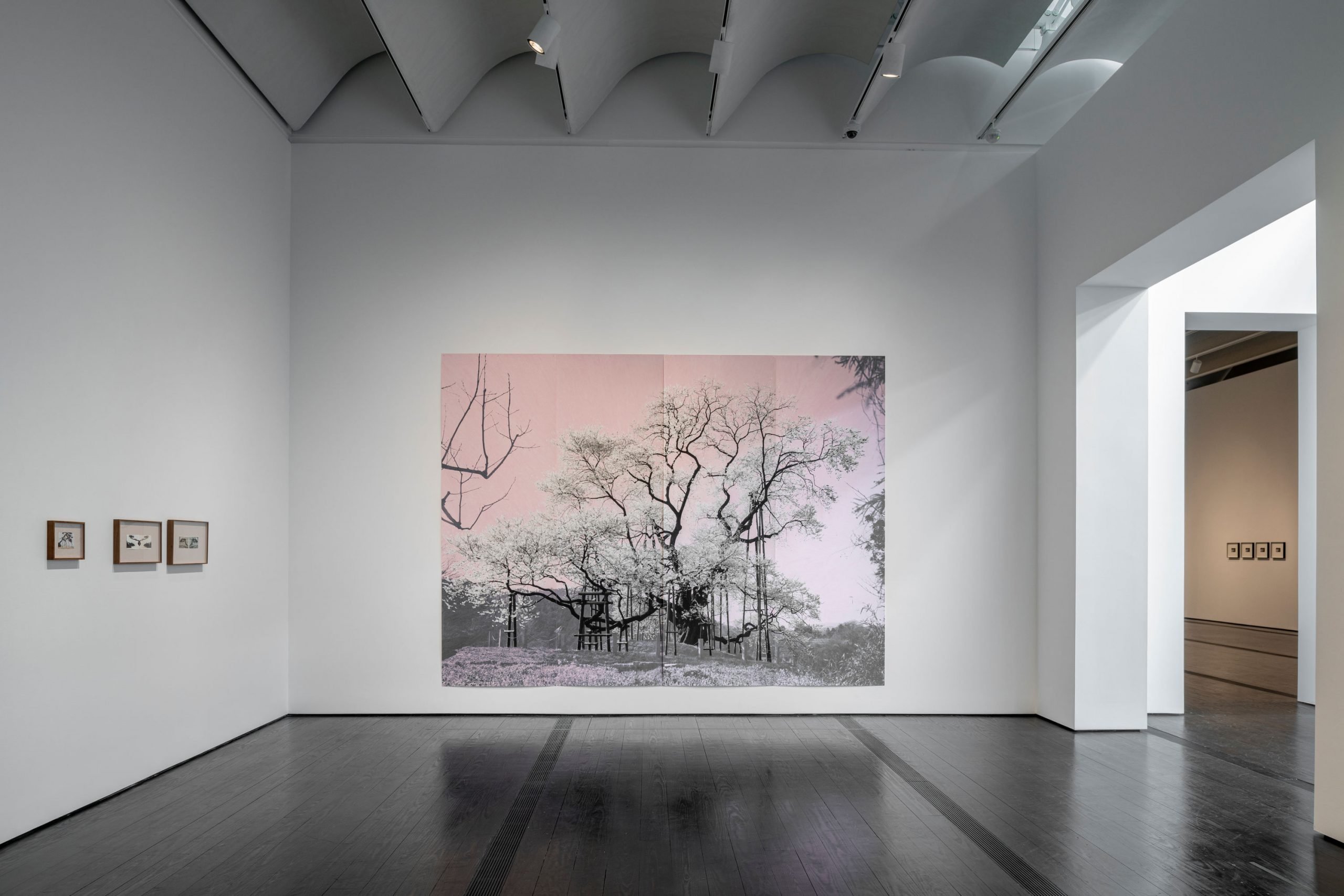 Installation view of "Tacita Dean: Blind Folly" at the Menil Collection, Houston with Sakura (Totsube), a large format photograph of an ancient cherry tree held up by wooden supports in which the artist has colored over the sky in the black and white image with light pink colored pencil.