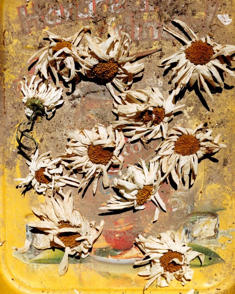 Paris Photo image inclusion by Adulhamid Kircher showing a series of daisy heads wilting and rotting on a yellow and brown dusty ground.