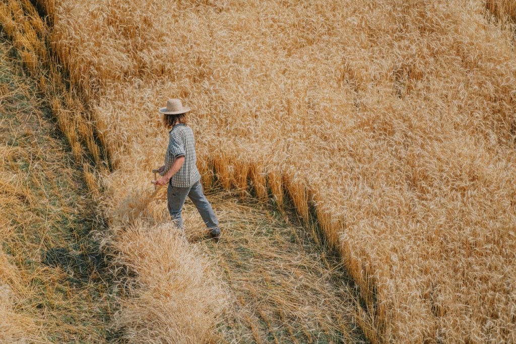 An overhead shot of a wheat of field as part of a project by artist Agnes Denes, with a woman seen from behind wearing work clothes and using a scythe to cut the wheat, a small semi-circle has already been cut. Planted in Bozeman, Montana.