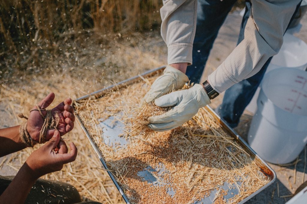 In process of harvesting a wheat field, two sets of hands, one gloved and one bare, are in the process of threshing the grain.