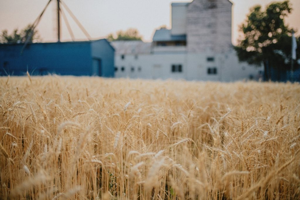 A photo of a wheat field that has turned golden just before harvest by Agnes Denes, with a blurred factory building in the background.