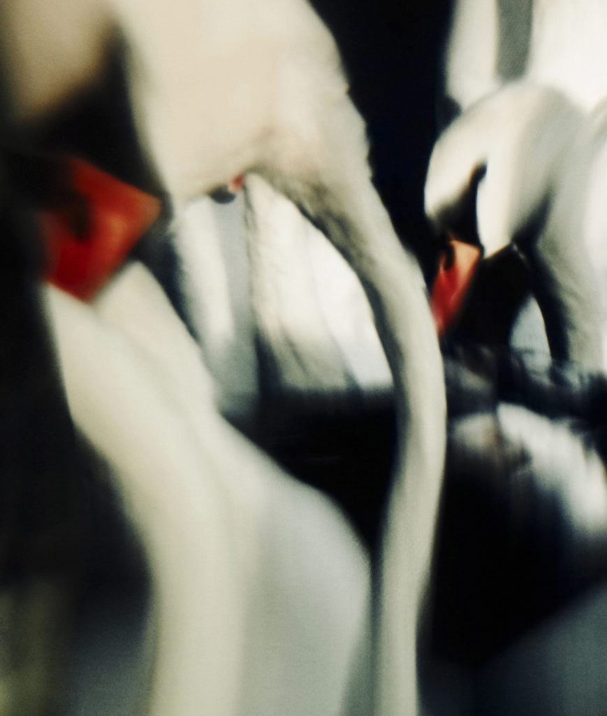 A close up of several swans heads and necks, showing only black, white, and red, appearing as if an abstract painting. By photographer Jack Davidson and included in the forthcoming edition of Paris Photo.