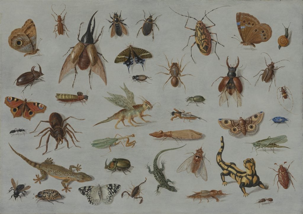 study of insects and reptiles from the 1600s on a sheet