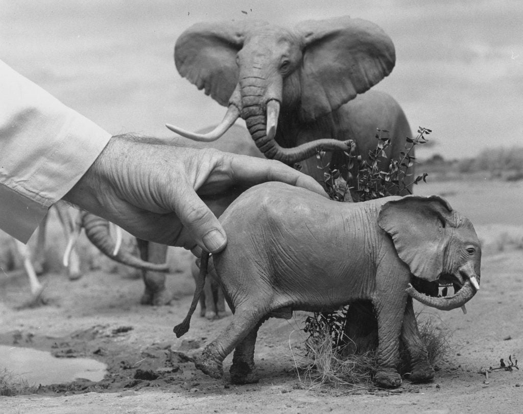 A photograph of a hand reaching in to a miniature display of elephants