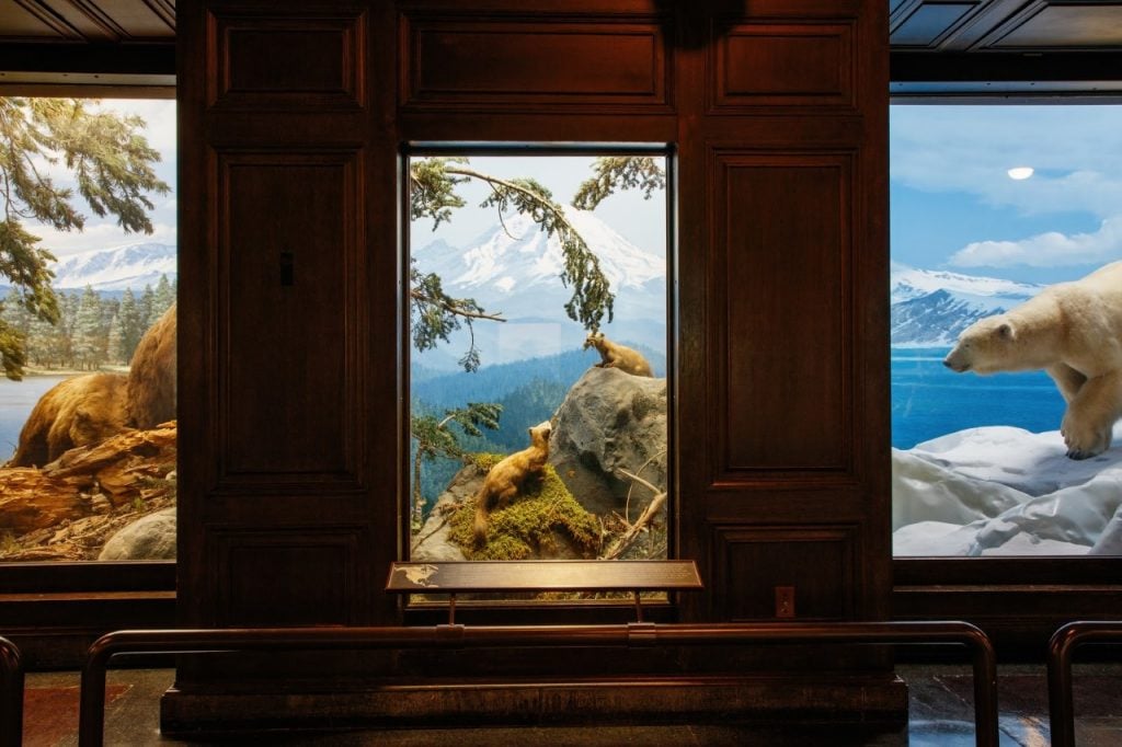 A series of three dioramas in L.A.'s Natural History Museum displaying polar bears and weasels