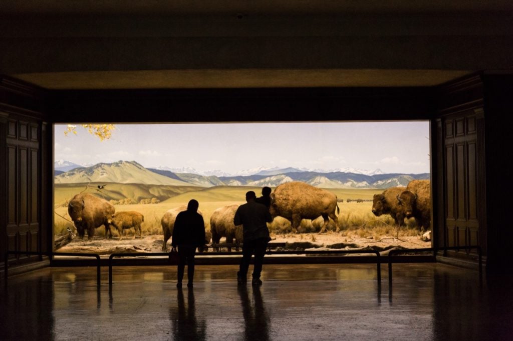 Visitors standing in front of a large diorama of buffalo at the L.A. Natural History Museum