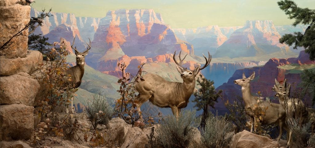 Diorama of a group of mule deer standing on rocks against a painted backdrop of mountains