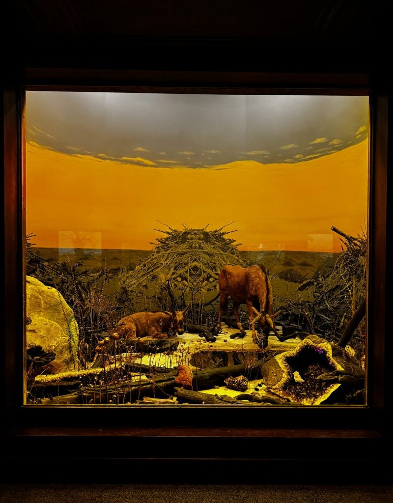 A diorama of two antelopes, one of them resting and another looking into a lake of glass