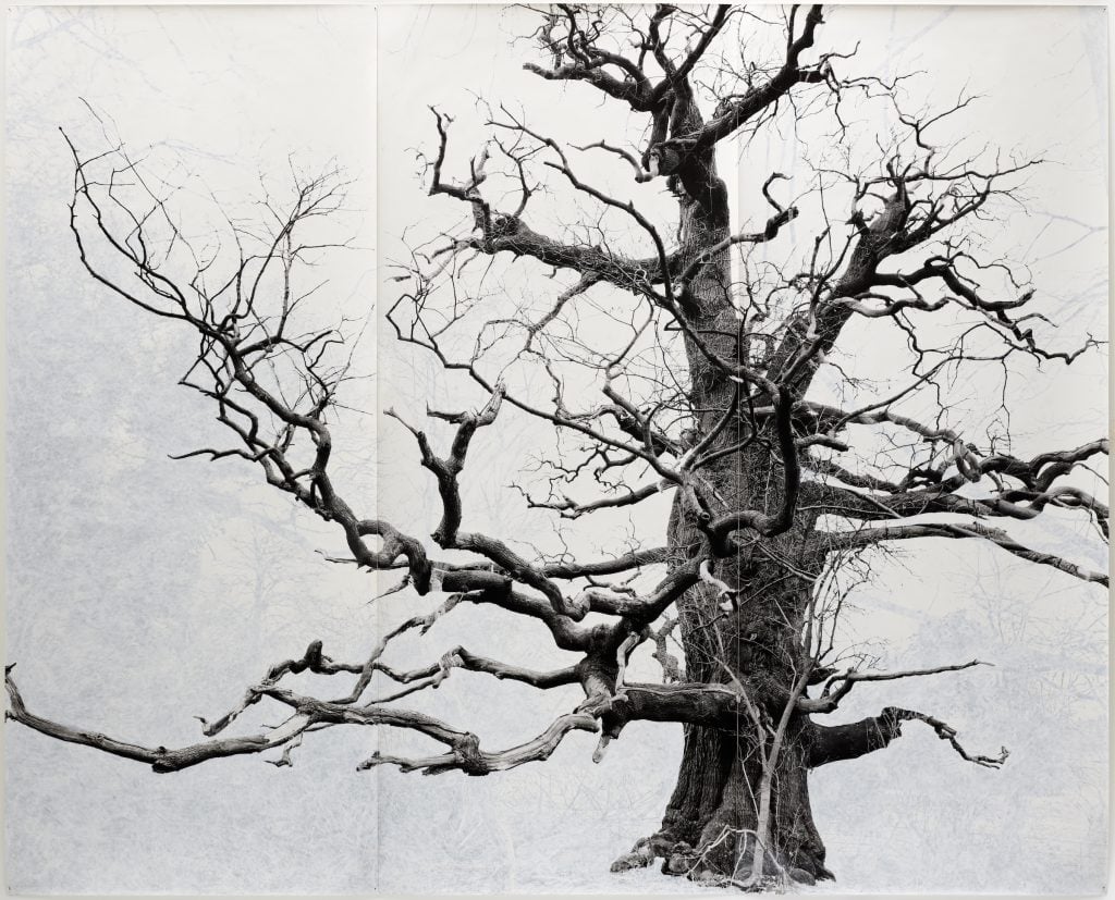 Tacita Dean, Beauty (2006). The large format black and white photograph shows one of the U.K.'s oldest oak trees. The entire background has been covered with white colored pencil.