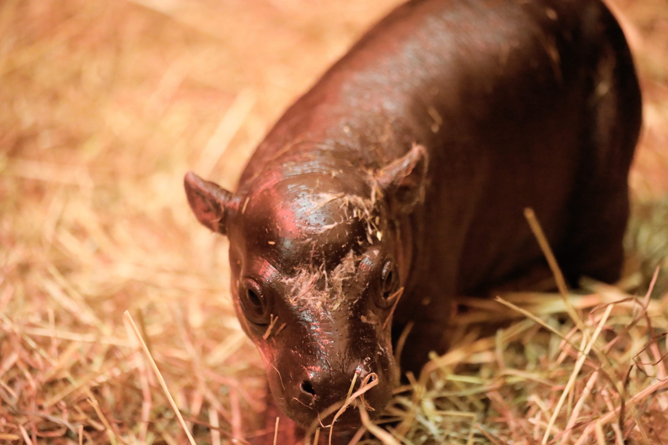 a baby hippo in hay