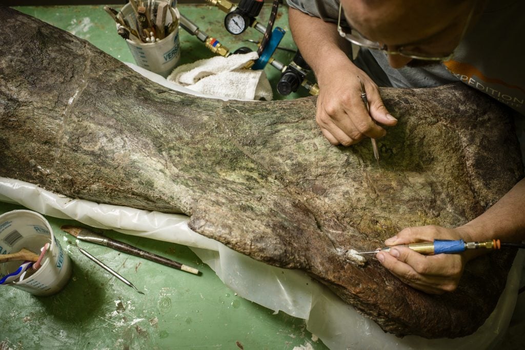 An overhead view of a man using tools to examine the green bones of a dinosaur fossil.