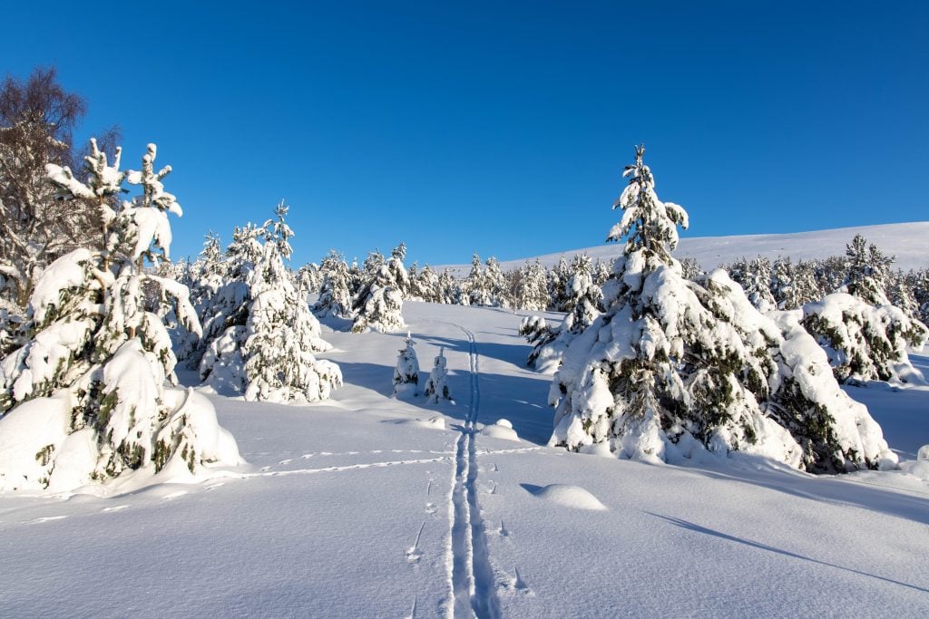 a snowy scene with ski tracks in between some pines