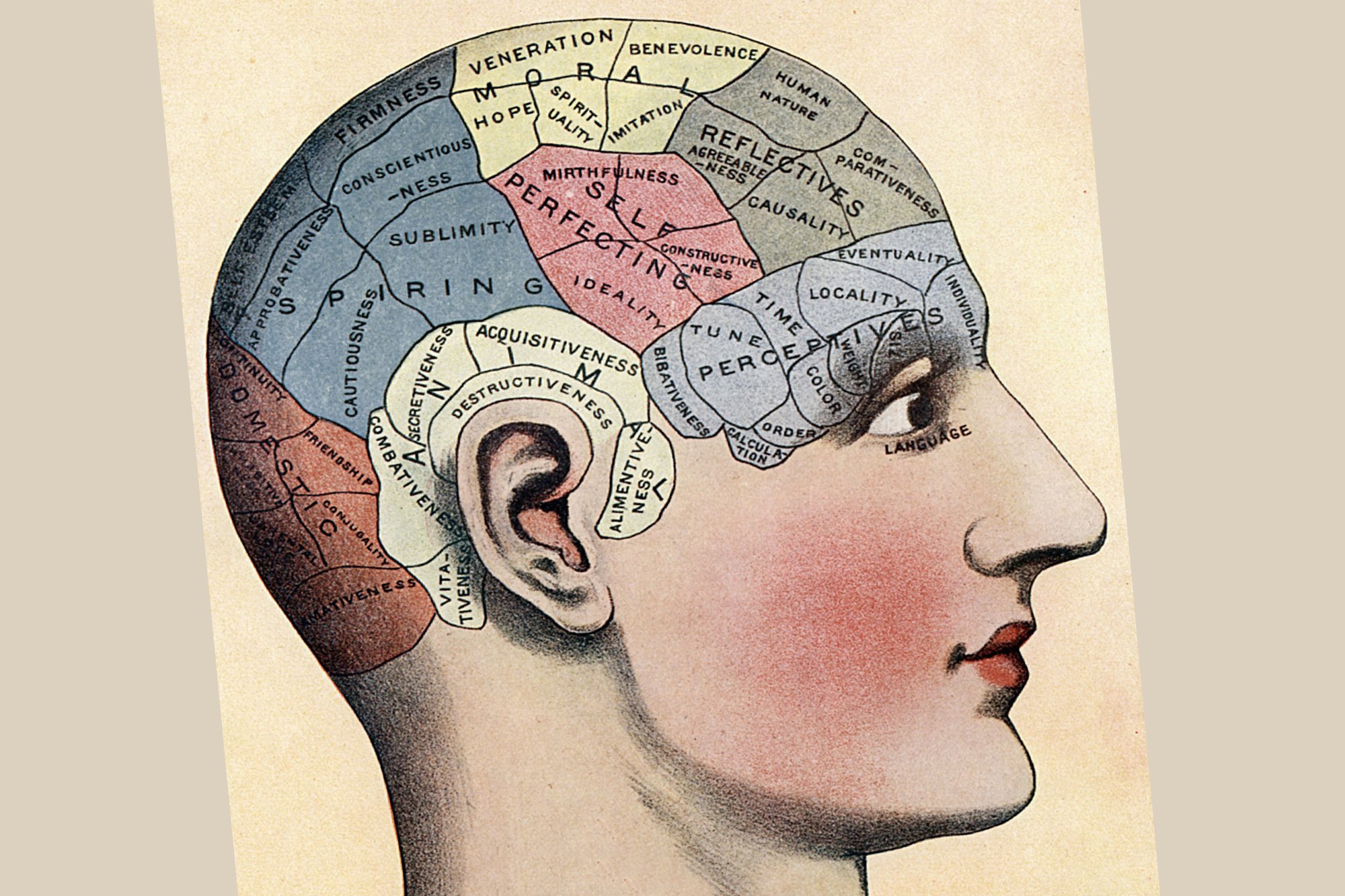 A phrenology chart, showing areas of activity of the brain. Photo: Getty Images