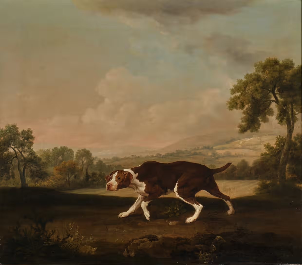 George Stubbs, The Spanish Pointer. A painting of a large dog with white markings on his coat hunting in a landscape.