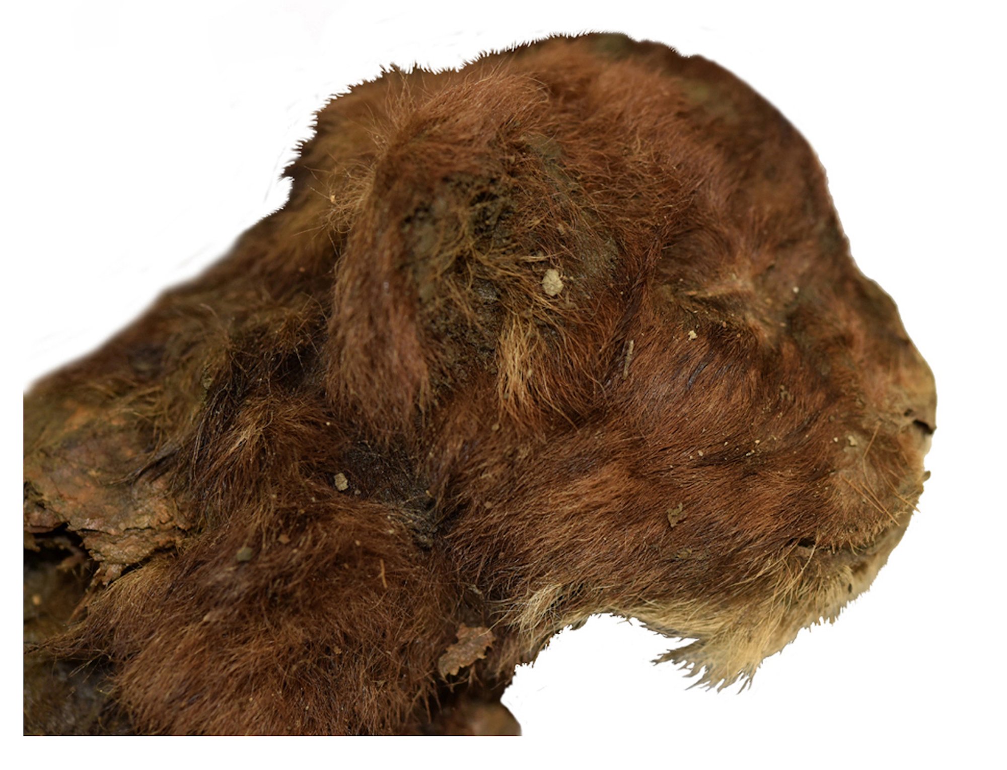 The head of a mummified cub against a white digital background.