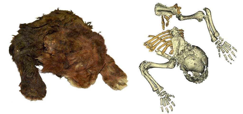 A mummified cub next to a CT scan of its skeleton against a white digital background.