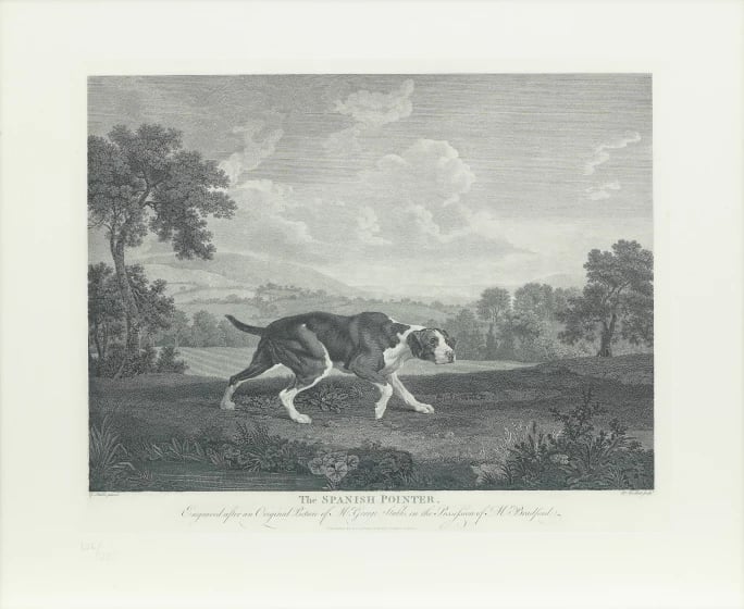 William Woollett, after George Stubbs, The Spanish Pointer. A black and white engraving of a large dog with white markings on his coat hunting in a landscape.