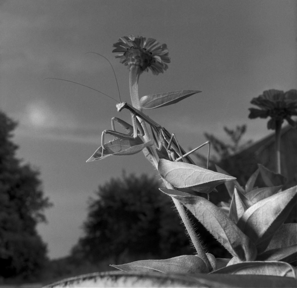 A black-and-white photograph of a praying mantis perched on the stem of a flower, with its elongated body and delicate antennae sharply defined. The mantis is positioned in the foreground, surrounded by leaves and blooms, while the background features a soft, out-of-focus sky and trees, creating a tranquil yet striking natural scene.