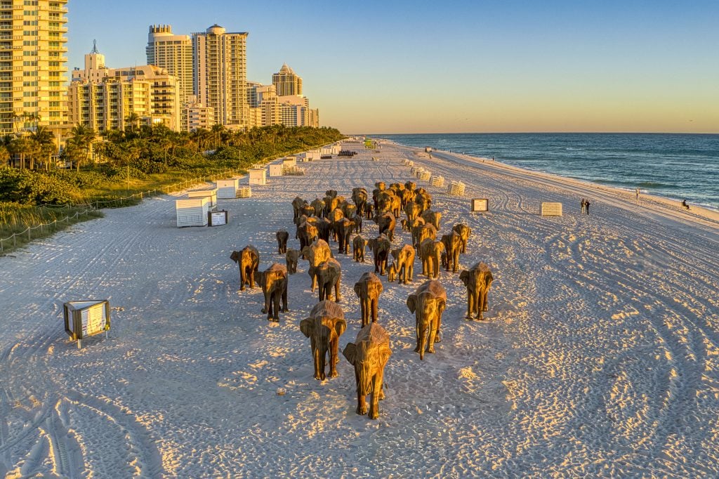 A drone photograph of "The Great Elephant Migration," a herd of 100 life-size wooden elephant sculpture, on the beach in Miami Beach. 