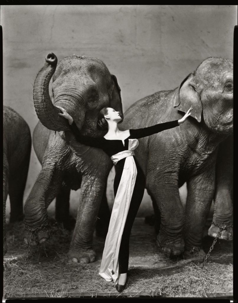 Richard Avedon photograph of model Dovima in an elegant black evening gown, standing amid a pair of elephants