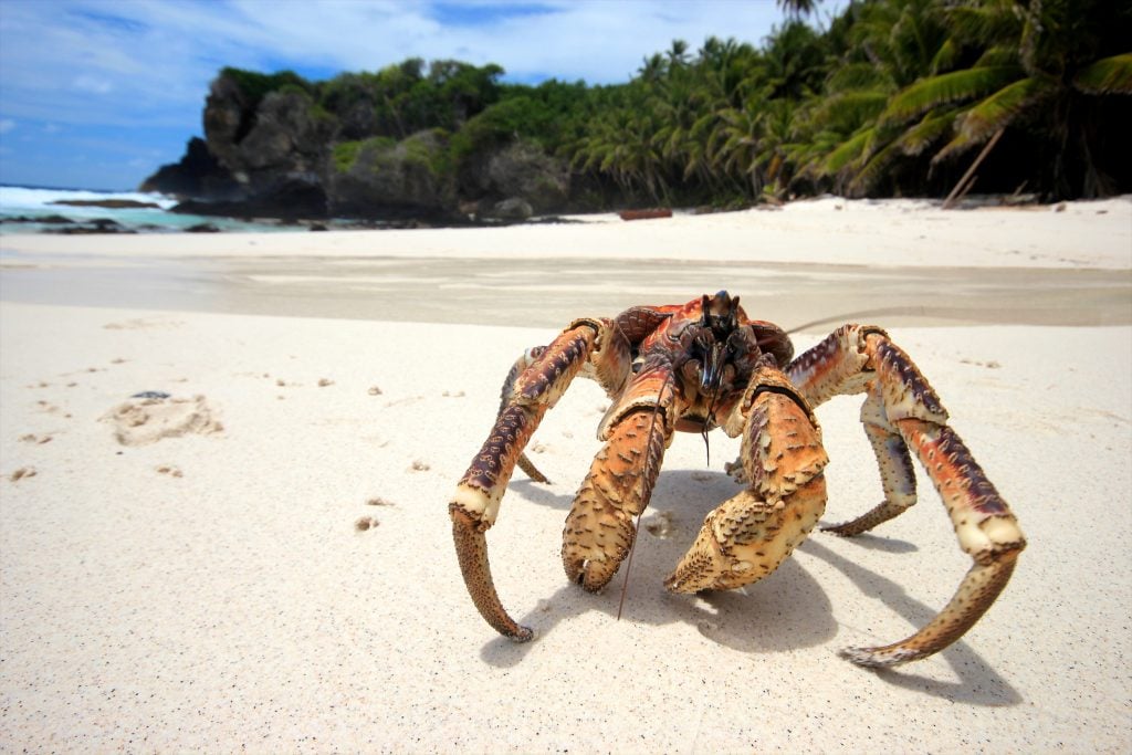 a giant red brown crab on a pristine beach on a tropical island under a blue sky with blue water and jungled trees in the background