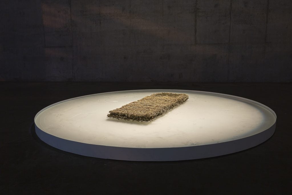 An installation artwork featuring a rectangular patch of dried grass or plant material placed on a circular, illuminated white platform. The platform contrasts with the dark, concrete gallery space surrounding it, highlighting the texture and earthy tones of the material. The lighting creates a focused, almost sacred atmosphere, drawing attention to the organic centerpiece.