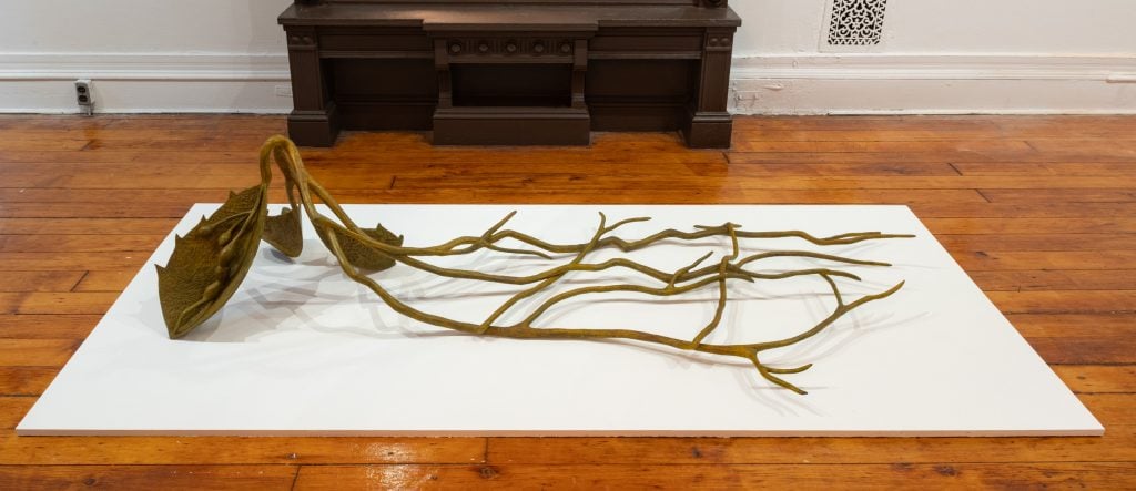 A Helen Evans Ramsaran bronze sculpture, resembling a fallen, many-limbed branch with a broken seed pod on the end lying on a white platform on the floor. 