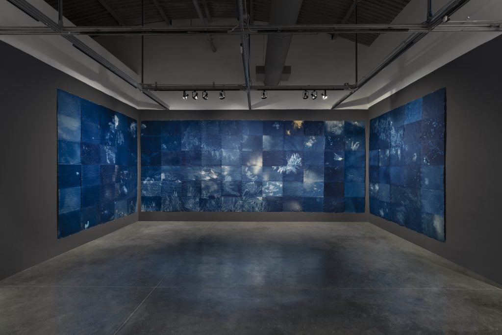 A museum gallery where three walls have been covered with a site-specific mural made of deep blue cyanotypes of lionfish in the ocean printed on watercolor paper. 